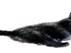 p0007 p0007